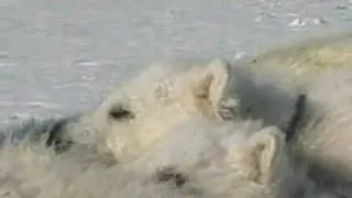 Polar Bears Victims of Europe's Pollution