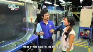 【Ocean Park Channel】Ocean Park InsideTrax Episode 5 -- Sea Jelly Wonders (HD 1080)