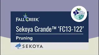 Fall Creek&reg; Pruning Guide: Sekoya Grande&trade; &lsquo;FC13-122&rsquo; in Oregon