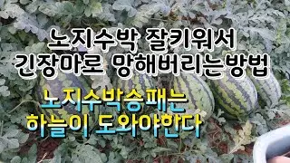 노지수박  수확철 장마로 망해버렸습니다
