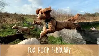 Dog Agility Training for the Happy Hounds