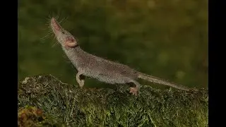 Чем питается и сколько съедает Карликовая многозубка (Etruscan shrew) &mdash; Suncus etruscus ?