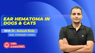 Ear Hematoma in Dogs & Cats | By Dr. Ankesh Bisla | Wise IAS