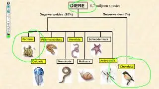 Lewenswetenskappe GR11 Biodiversiteit van Diere Deel 1