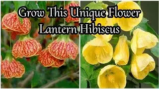 Grow This Unique Flowering Plant Chinese Lantern Hibiscus or Abutilon Pictum | Care...