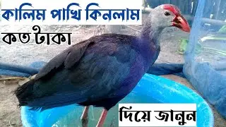কালিম পাখি || কালিম পাখি পালন পদ্ধতি || কালিম পাখির খামার,কালিম পাখির খাবার, কালিম পাখি কি খায়