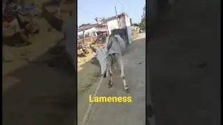 lameness l Dr. Umar Khan