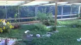 Duck Hut