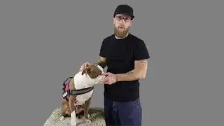 Service dog essential gear for added convenience & safety!!