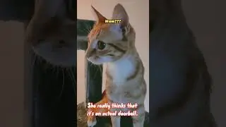 Cat Reacts to Doorbell Sound *FUNNY* #shorts #fyp #cat #reaction