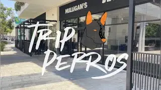 TripPerros - Mulligan's x Batbox Paseo Chapultepec Tijuana