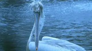 Veer~Kracht - Vogels in beeld