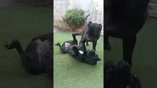 Cane Corso fighting