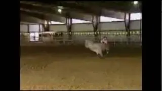 Don't mess with the bull