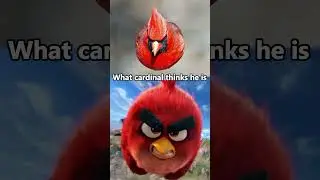 What cardinal thinks he is vs reality #shorts #birds #birdfy #birdwatching #cardinals