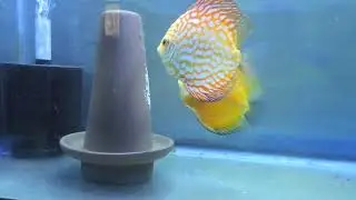 Free Swimming Discus Fry