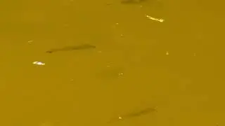 Fischbrut