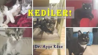KEDİLER! (Neden Severiz? Neden Sevmeyiz?)