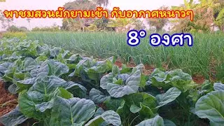 9 มกราคม 2569 ป้าดๆๆ ชมสวนผักวันนี้ กาศหนาวเหน็บมากๆ  8°C ผักก็งามๆ ชูช่อสวยสุดๆ