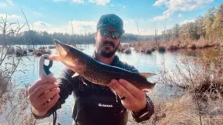 Winter pine barrens pickerel fishing