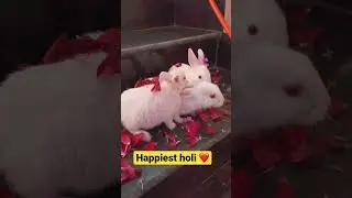 Happy holi in advance #holi #rabbit