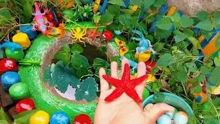 Great Catch Strange Ornamental Fish in Tiny Pond, Turtles, Shrimp, Insects, Sailfish, Grass Guppies