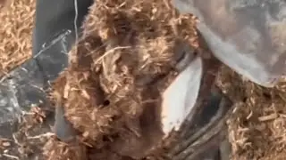 Farrier Asmr. ##trim #hoof #horse  #donkey  #satisfying  #farrier 