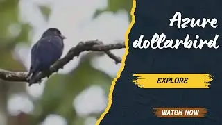 The Azure Dollarbird: The Flashy Aerial Hunter of the Skies! 🦜✨