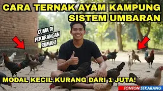 Cara Ternak Ayam Kampung Sistem Umbaran Modal Kecil 500 Ribu - 1 Juta Untung Jutaan Cuma Dari Rumah!