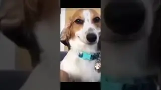 let's play it #meme #raid shadow legends #dog