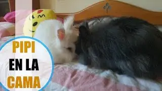 QUE NO SE HAGA PIPI MI CONEJO EN LA CAMA