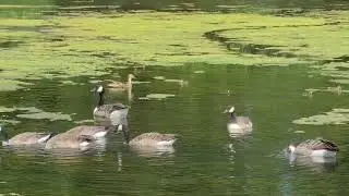Ducks and Canadian geese at Kedleston National Trust. #birdsbathing #birds #ducks