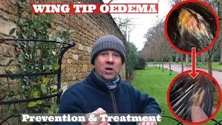 WING TIP OEDEMA / Harris&rsquo; Hawks, HOW TO Prevent & Treat Wing Tip Oedema