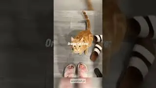 orange cat core #orangecat #cat #core #shortsfeed
