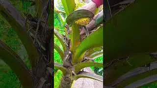 The art of cutting coconut flowers🌴🌴#agriculture #farming #cuttingskills #satisfying #kokossap .