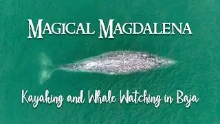 Magical Magdalena | Baja Whale Watching & Sea Kayaking