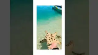 Cute star fish ⭐ 🐠#starfish #sea #indonesia #travelvlog