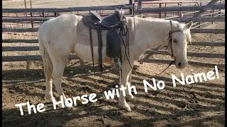 Cattle work using the Horse with No Name! | Horse Training | Hashknife Horses