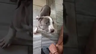 pitbull puppy training