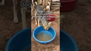 #help #rescue #livingtheirbestlife #animalrescue #rescuedog .