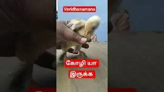 கோழி cutie colour chicken video | hen  baby cutie sound | mugi ke chuze ke awaz #birds #wildlife