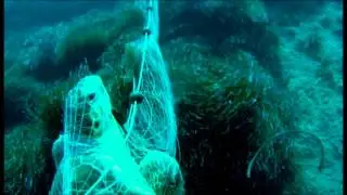 Saving a turtle from fishing nets