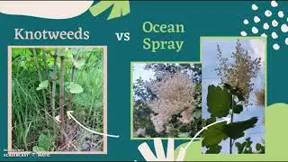 Knotweed and Ocean Spray || Native vs Invasive