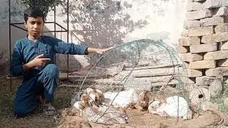 2nd generation of our goat farm