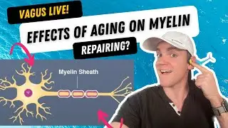 Exploring the Effects of Aging on Vagus Nerve Function