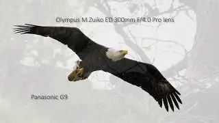Panasonic Lumix G9 with Olympus M.Zuiko ED 300mm F/4.0 pro lens