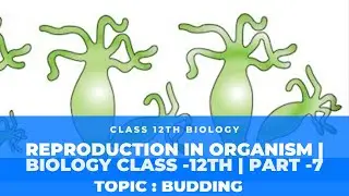 Budding| Asexual Reproduction| Exogenous| Endogenous|Class 12th Biology