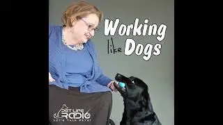 PetLifeRadio.com - Working Like Dogs - Episode 82 K-9 Comfort Dogs Soothe Survivors of the Boston...
