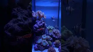 Cardinalfish Hover Glow ✨🦐 #shorts #viral #fish #reef