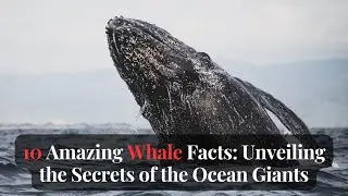 10 Amazing Whale Facts: Unveiling the Secrets of the Ocean Giants